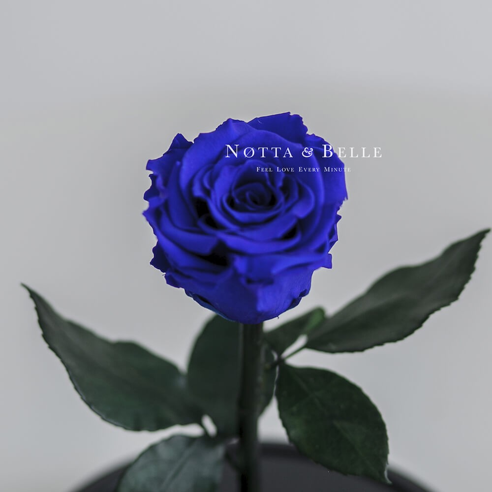 Mini dunkelblau Rose