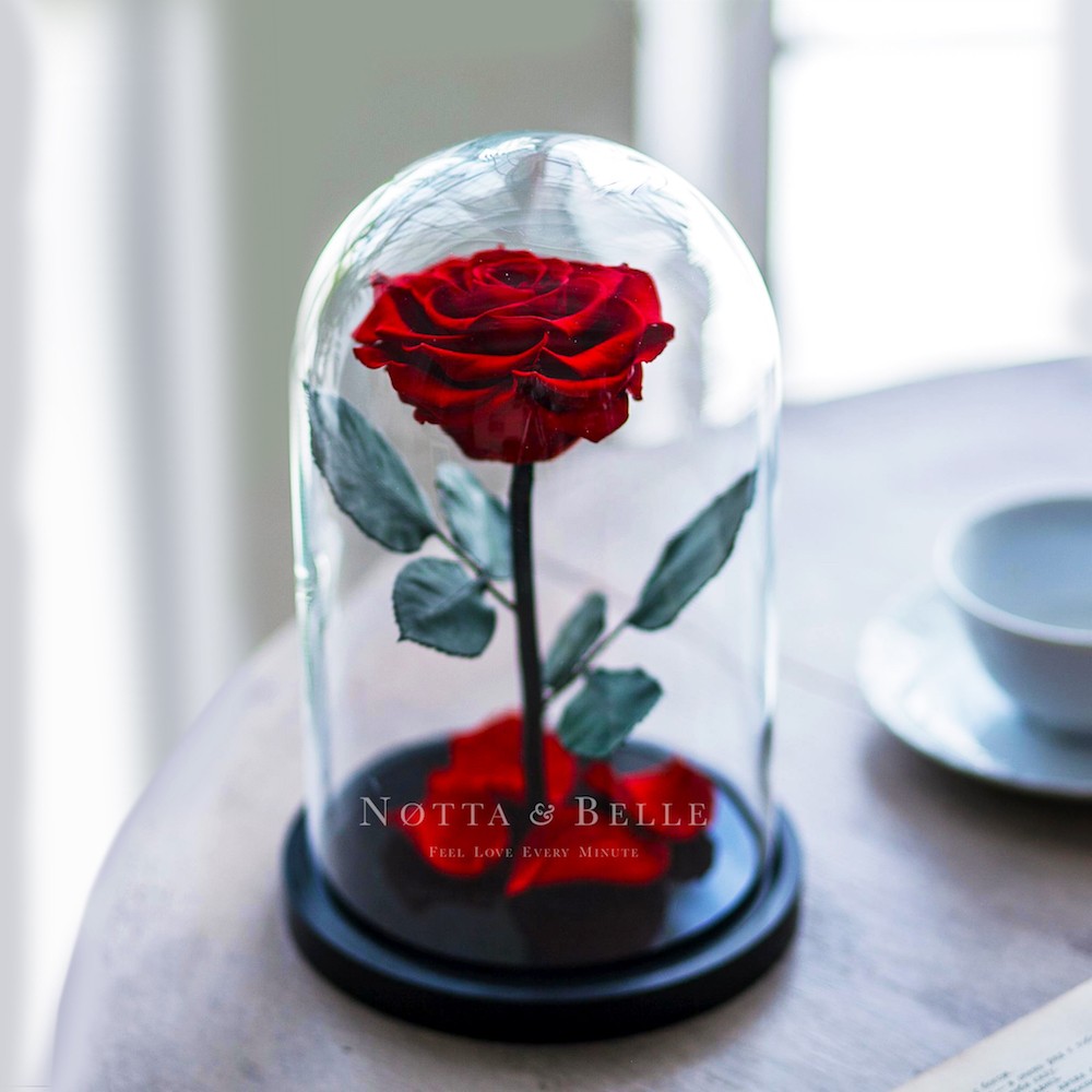 Rose In A Glass Dome Created To Give Joy