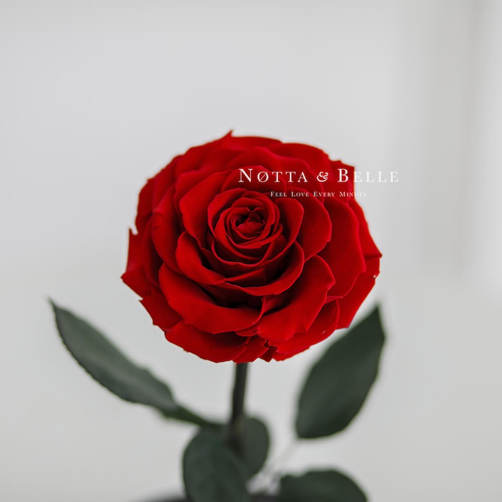 Premium red Rose