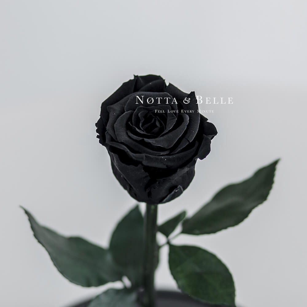 Mini black Rose