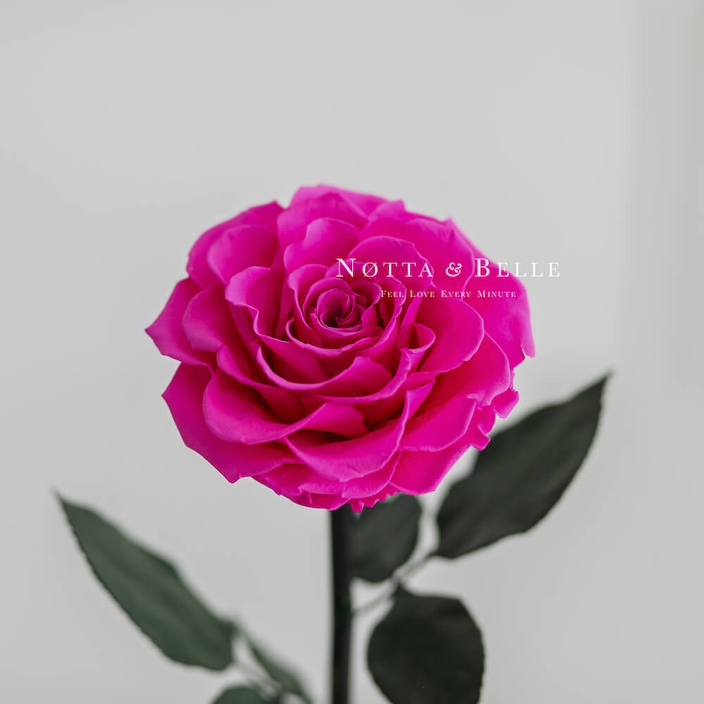 Ярко-Розовая роза в колбе Premium