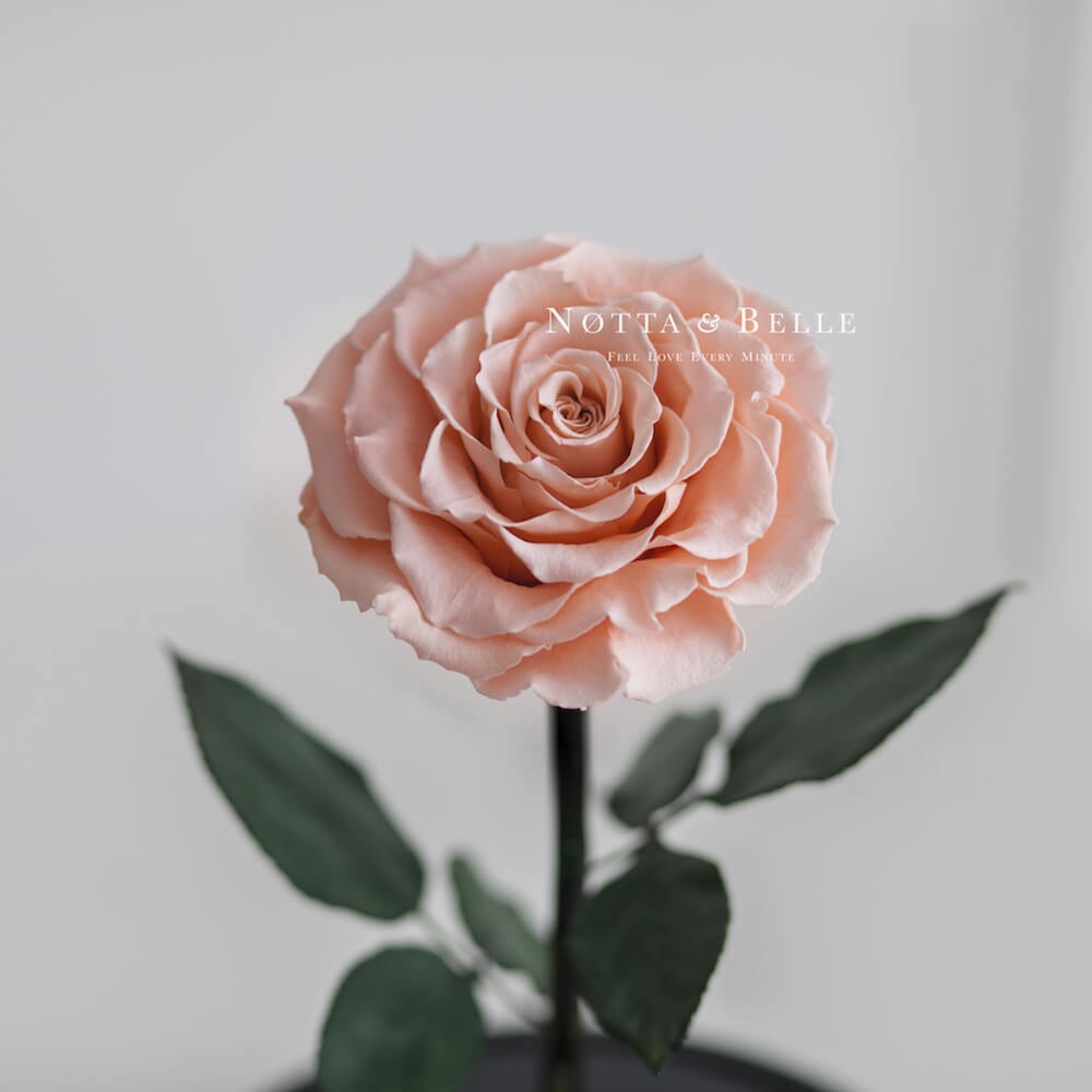 Персиковая роза в колбе Premium