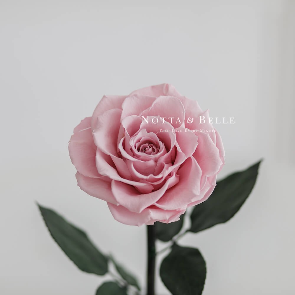Нежно-Розовая роза в колбе Premium