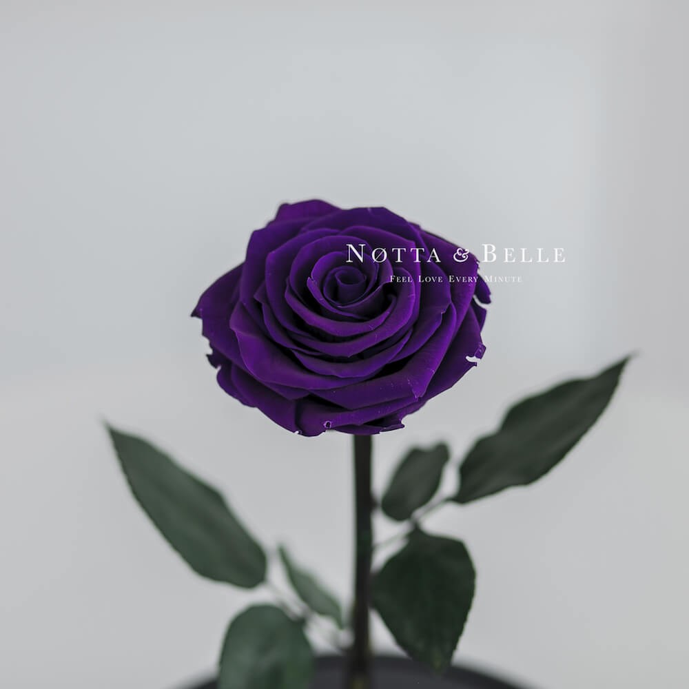 Фиолетовая роза в колбе Premium X