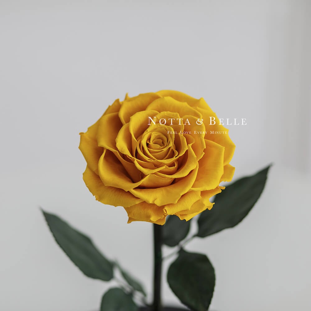 Желтая роза в колбе Premium X