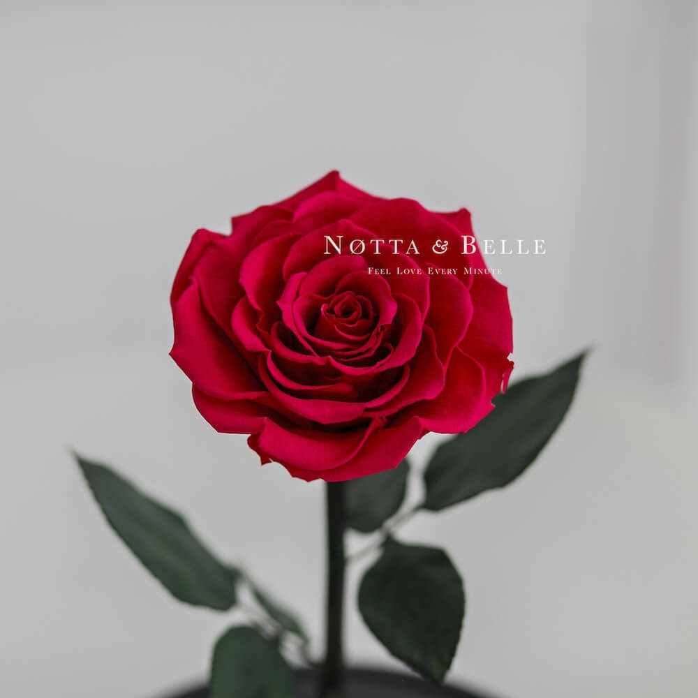 Роза в колбе цвета Фуксии - Premium X
