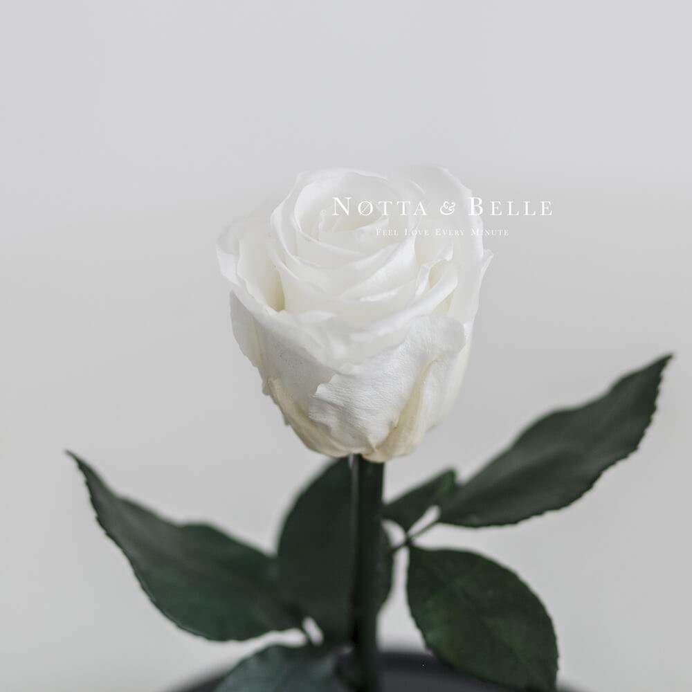 Белая роза в колбе Mini