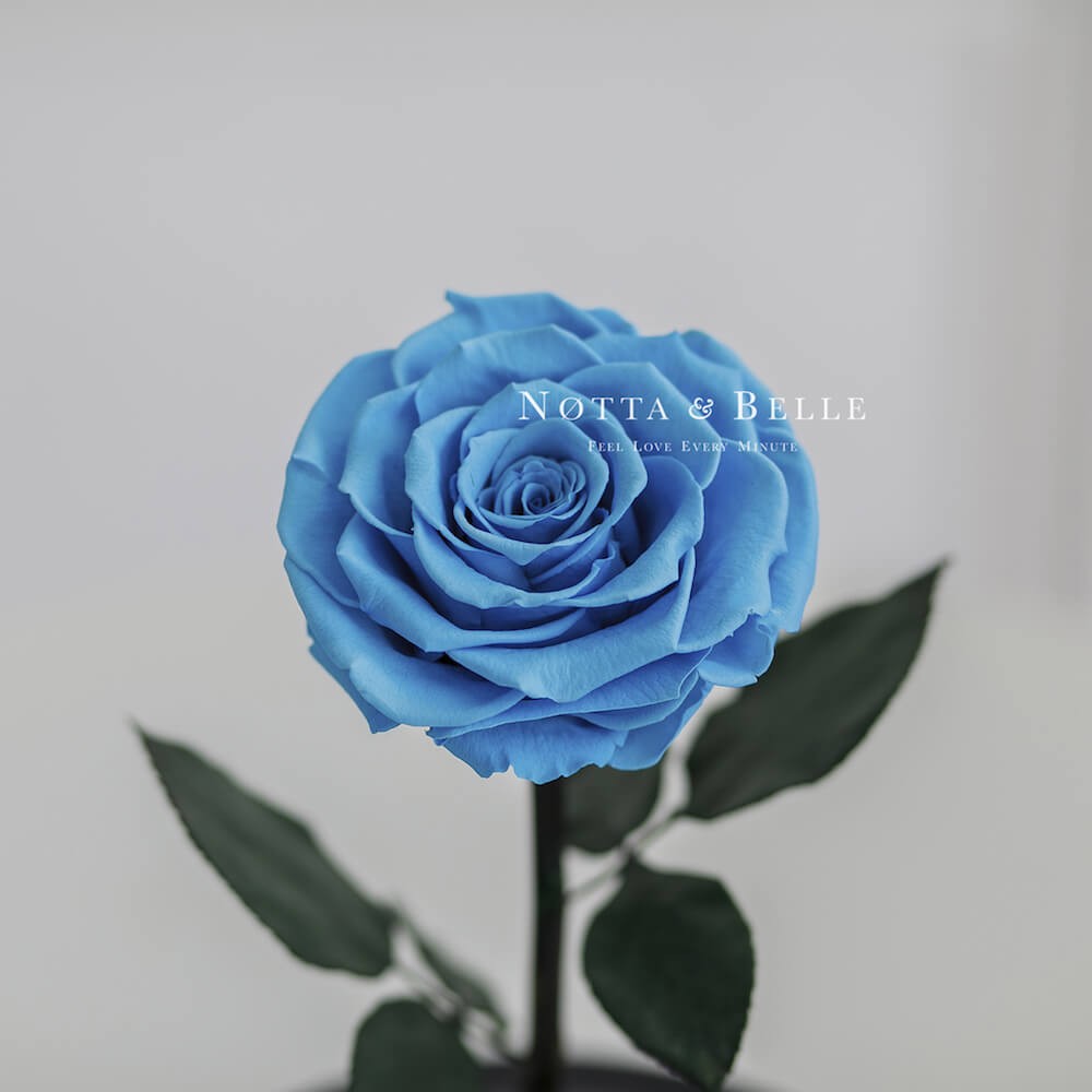 Голубая роза в колбе Premium X