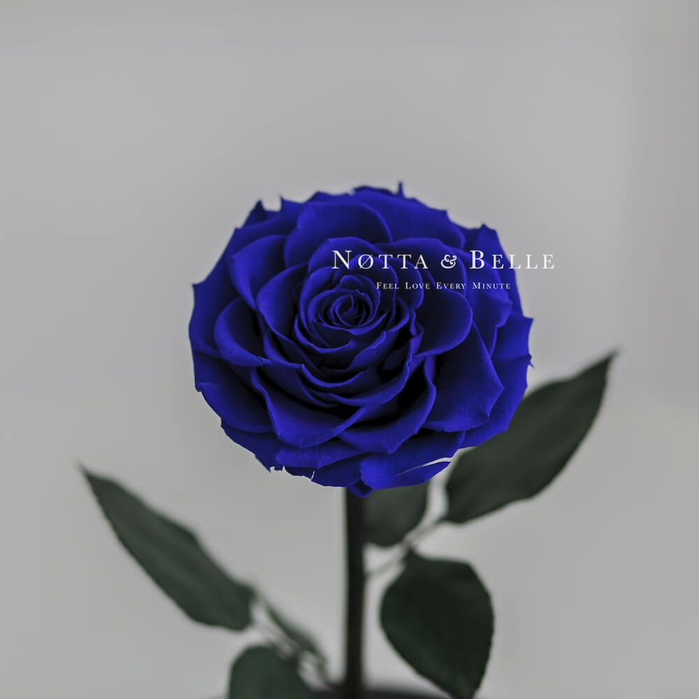 Premium X dunkelblau Rose