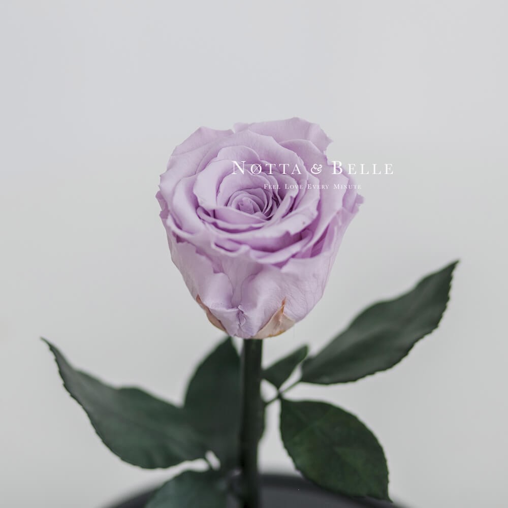 Mini lavender Rose