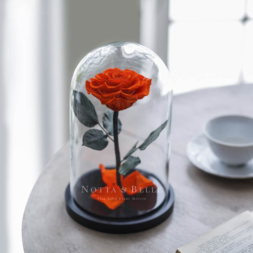 Premium oranžová Růže ve skle