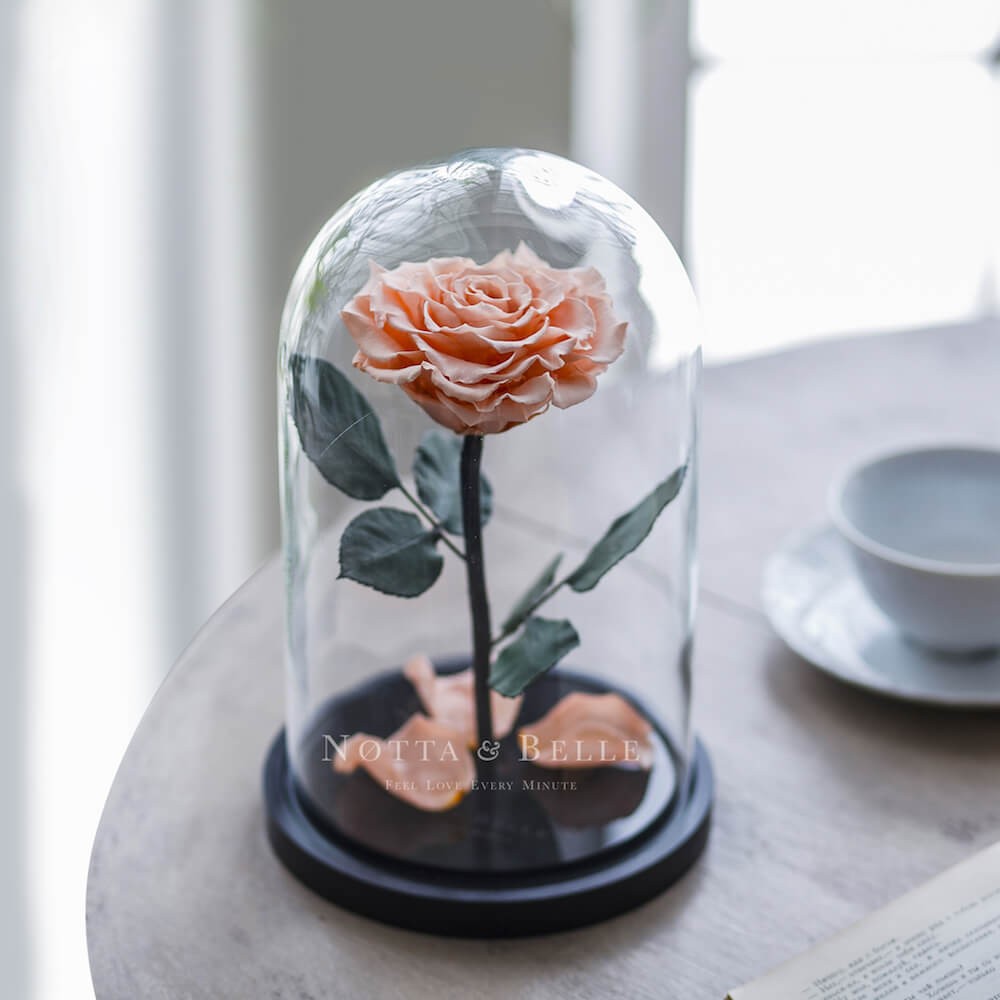 Premium broskvová Růže ve skle