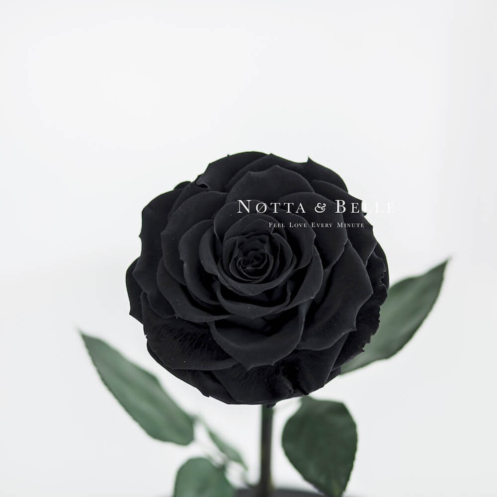 Premium černá Růže ve skle