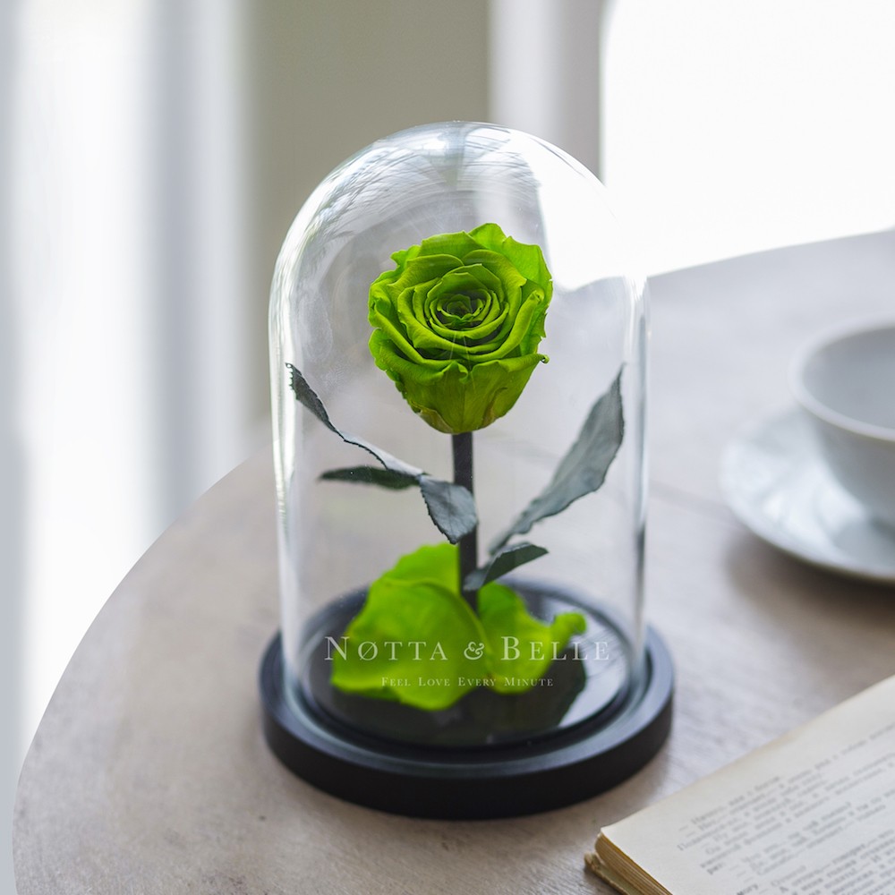 Mini Rosa color verde lattuga