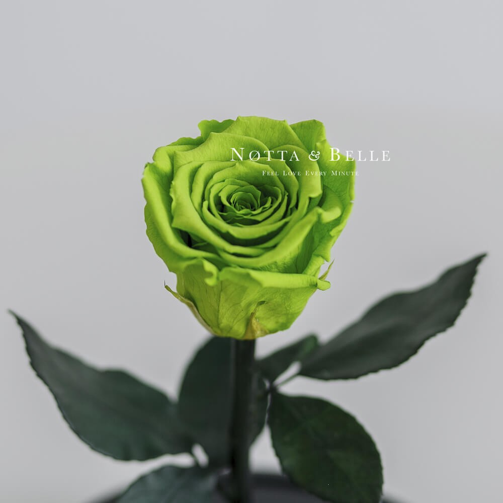 Mini Rosa color verde lattuga