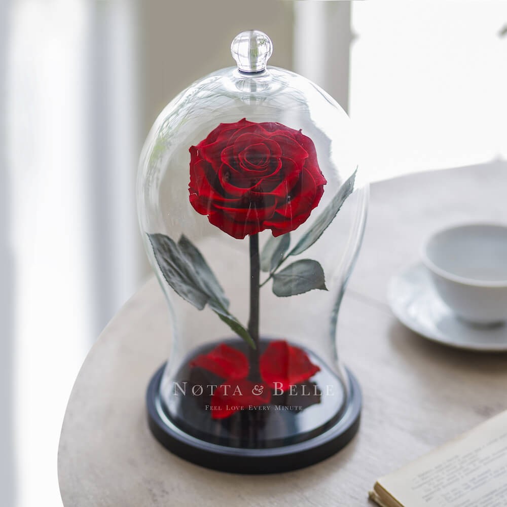 Premium X red Rose