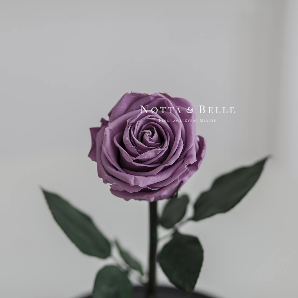 Premium X lavender Rose