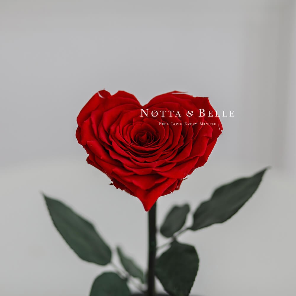 Красная роза Premium в форме сердца с подсветкой