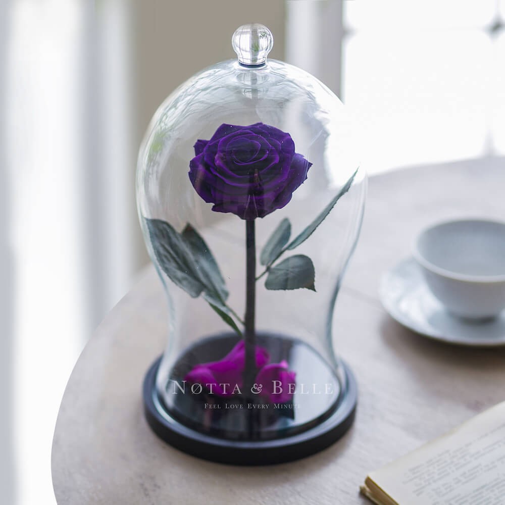 Premium X violett Rose