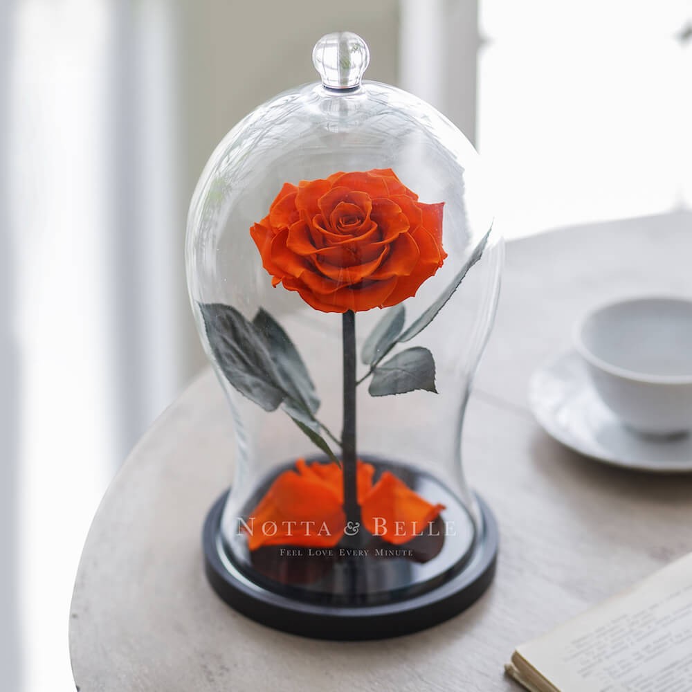Premium X oranžová Růže ve skle