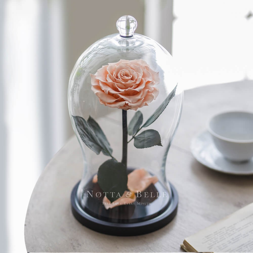 Premium X broskvová Růže ve skle