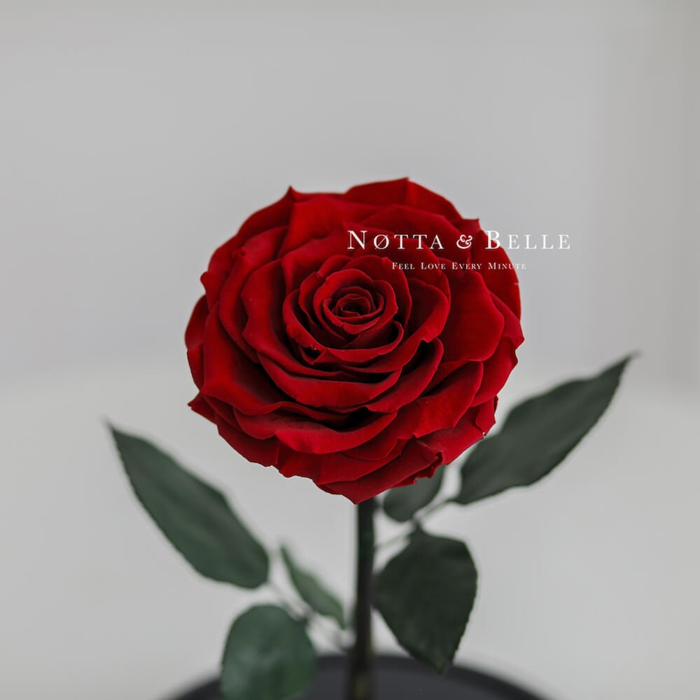 Premium Red rose in with backlight