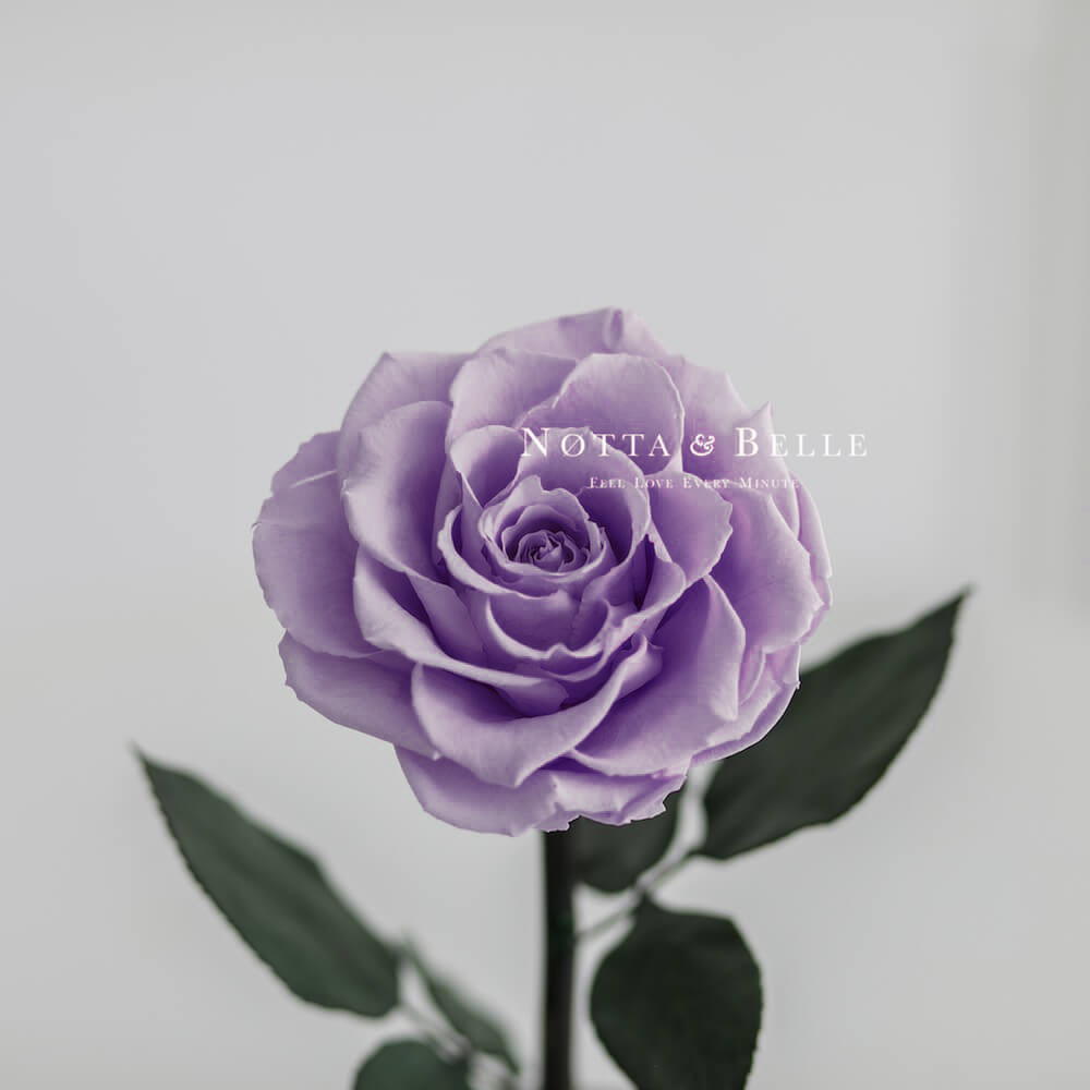 King lavendel Rose
