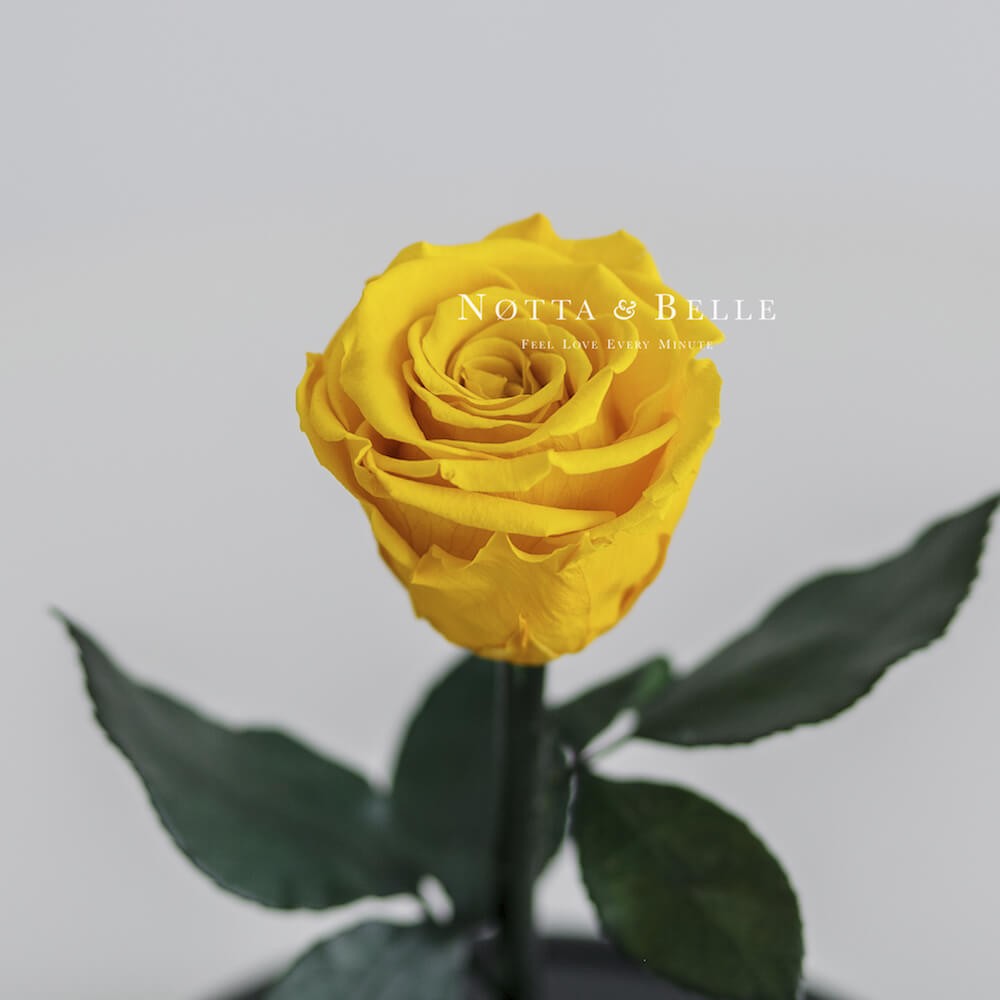Mini gelb Rose