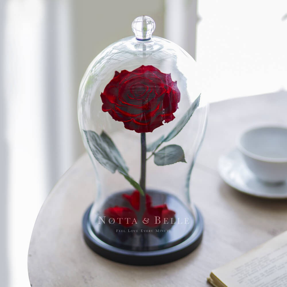 Premium X vínově červená Růže ve skle