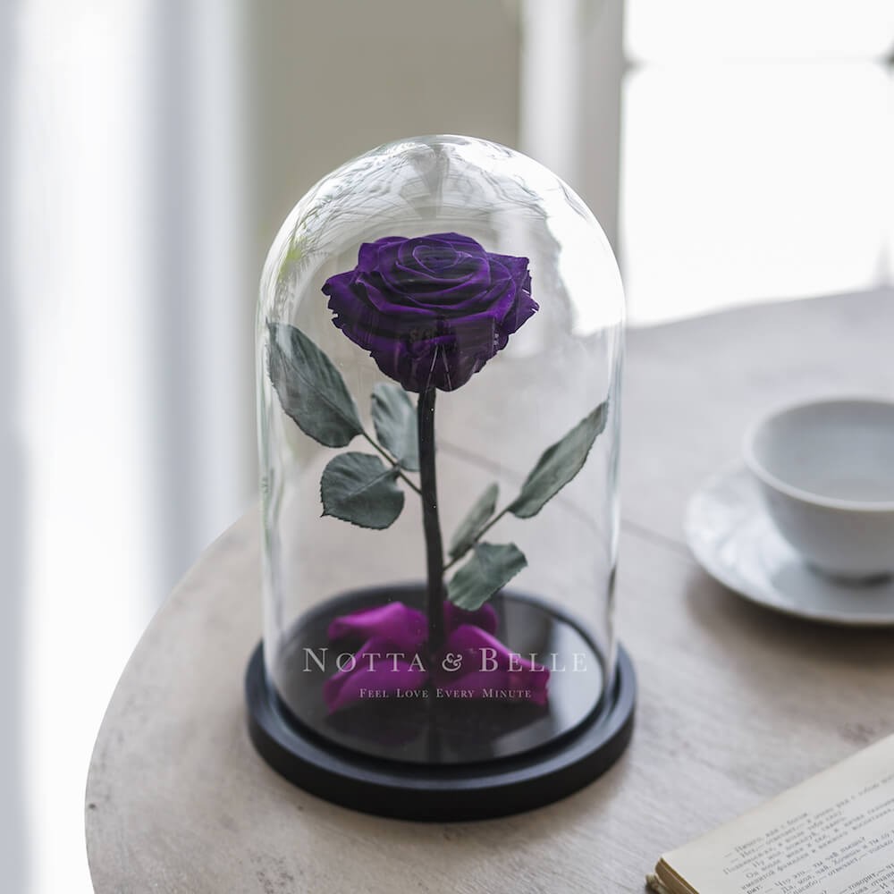 Premium violett Rose