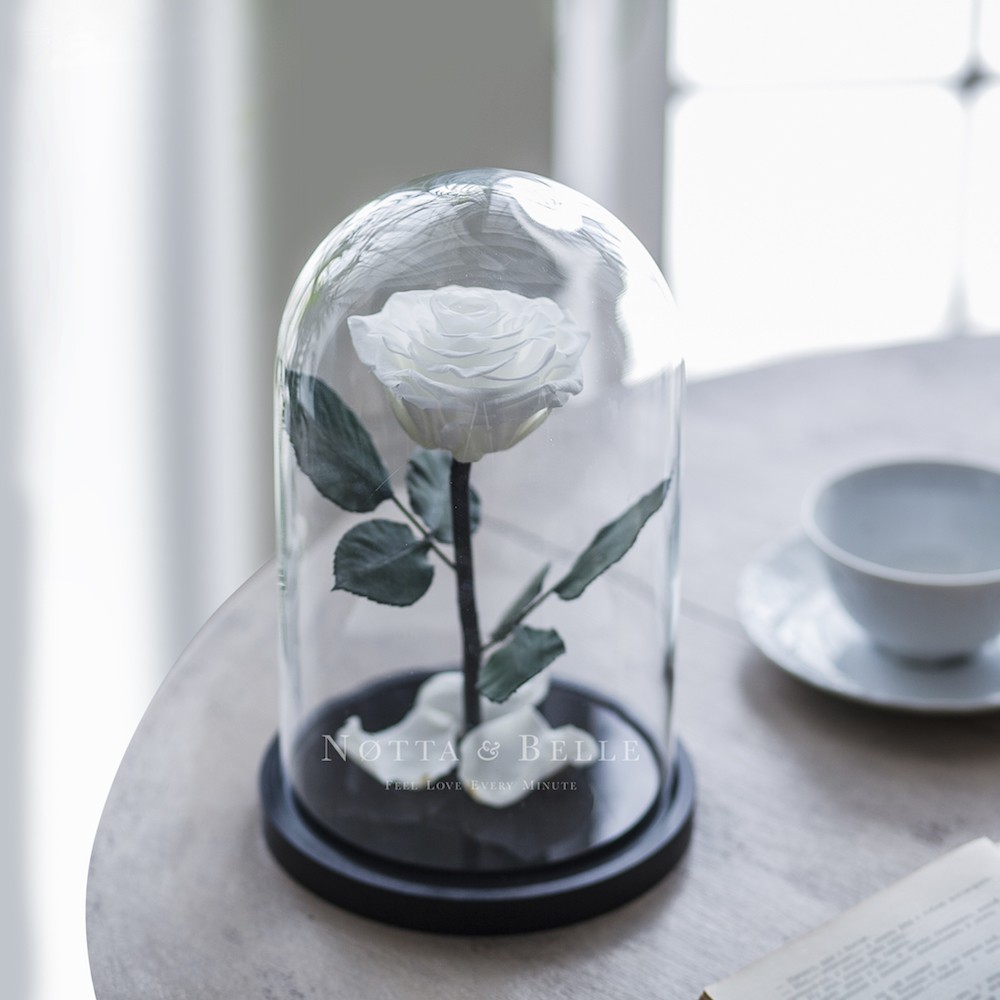 Acheter une rose éternelle blanche Premium sous cloche | Notta & Belle
