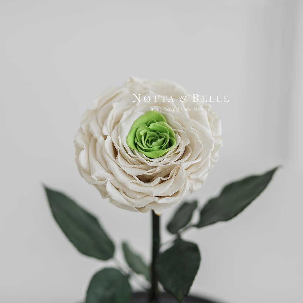 Бело-зеленая роза в колбе - King