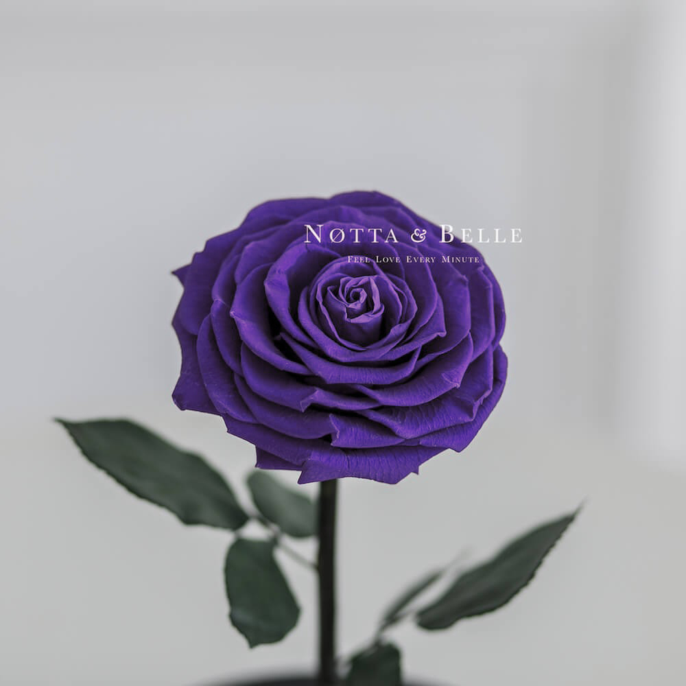 Фиолетовая роза в колбе King