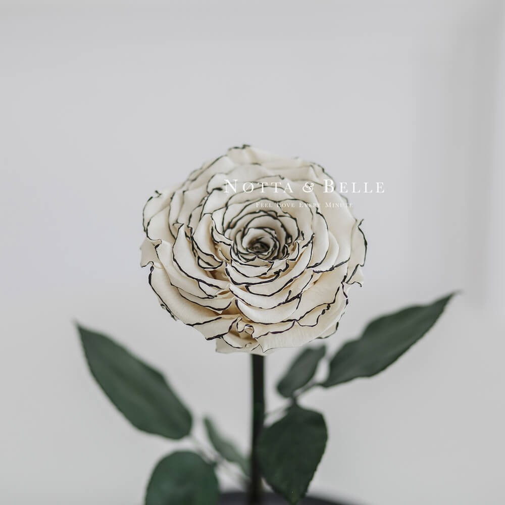 Бело-черная роза в колбе - King