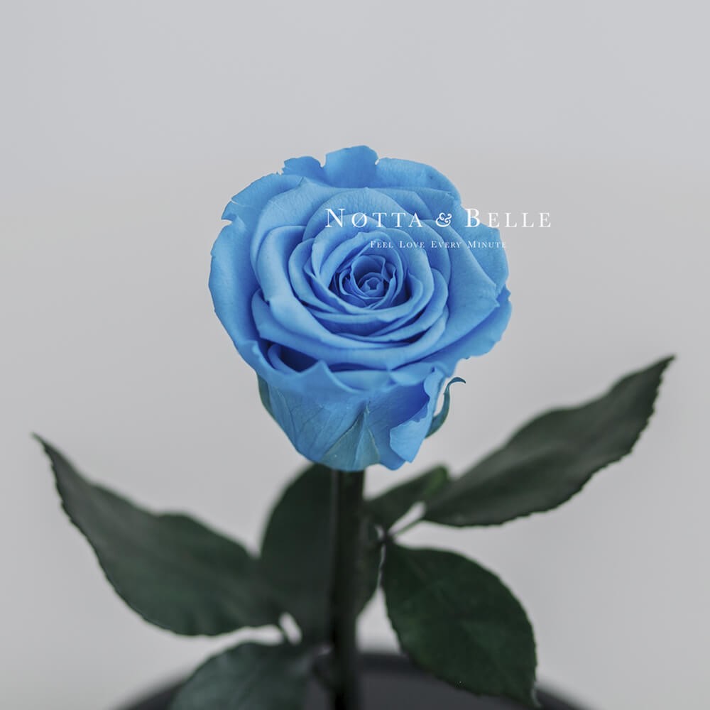 Mini light blue Rose