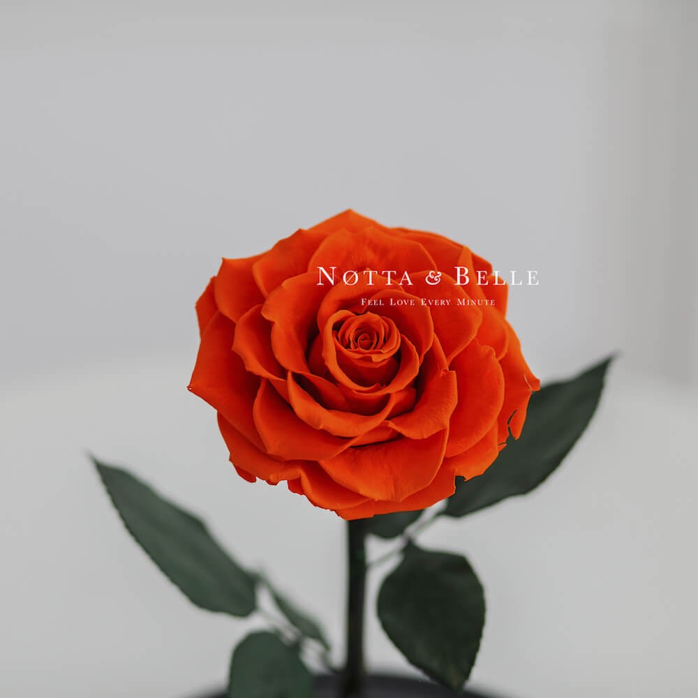 Оранжевая роза в колбе King