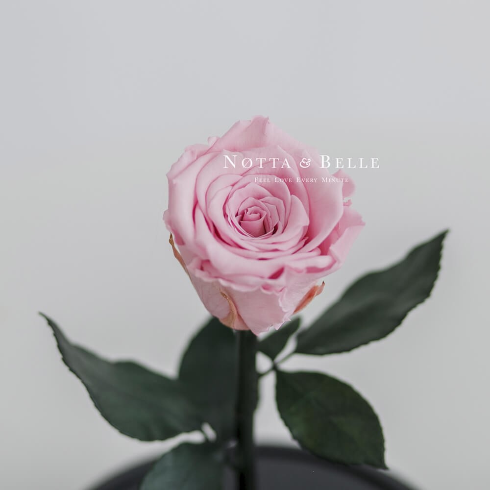 Нежно-Розовая роза в колбе Mini