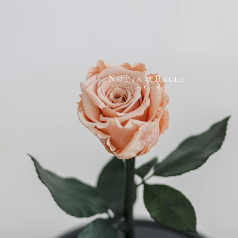 Персиковая роза в колбе Mini