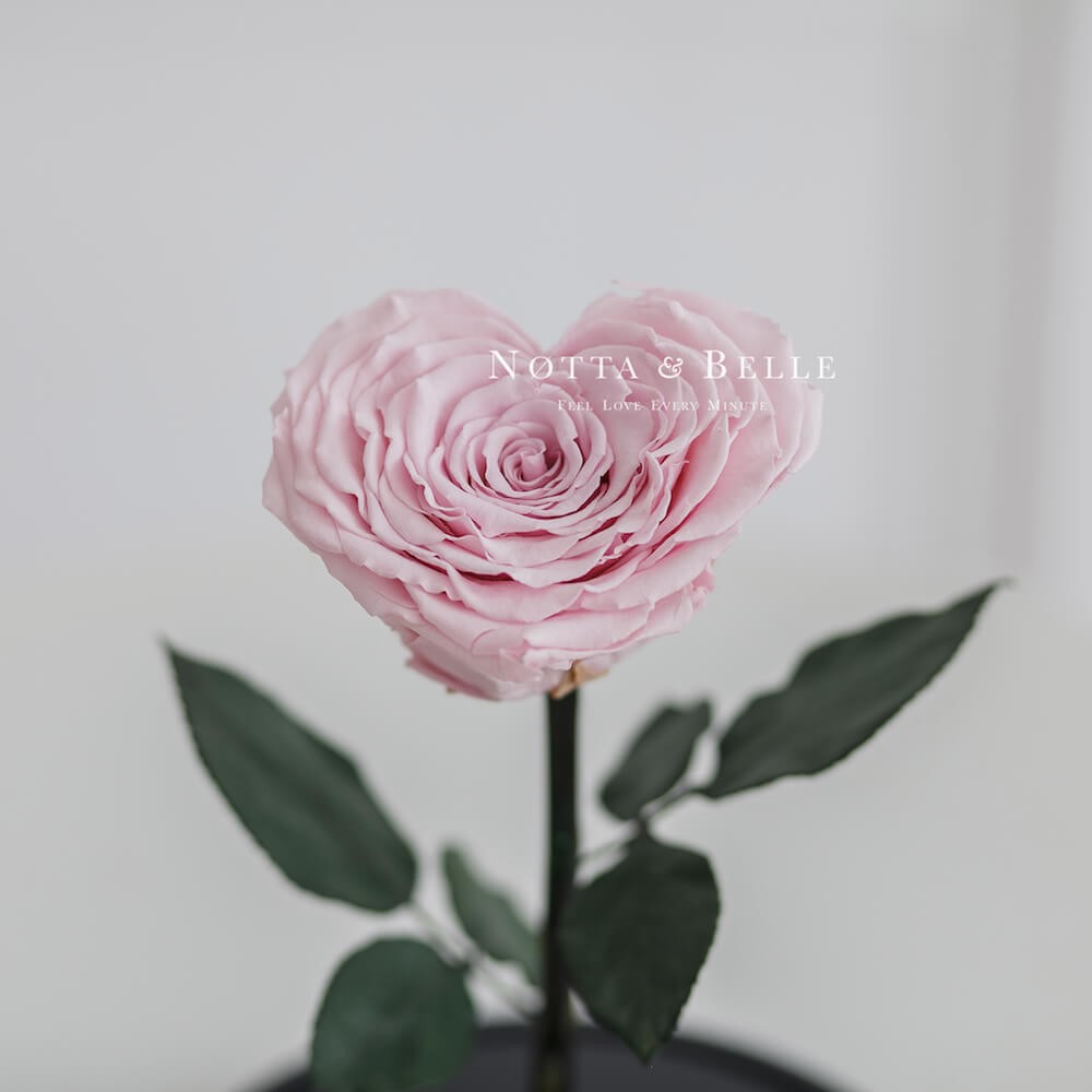 Нежно-Розовая роза Premium в форме сердца