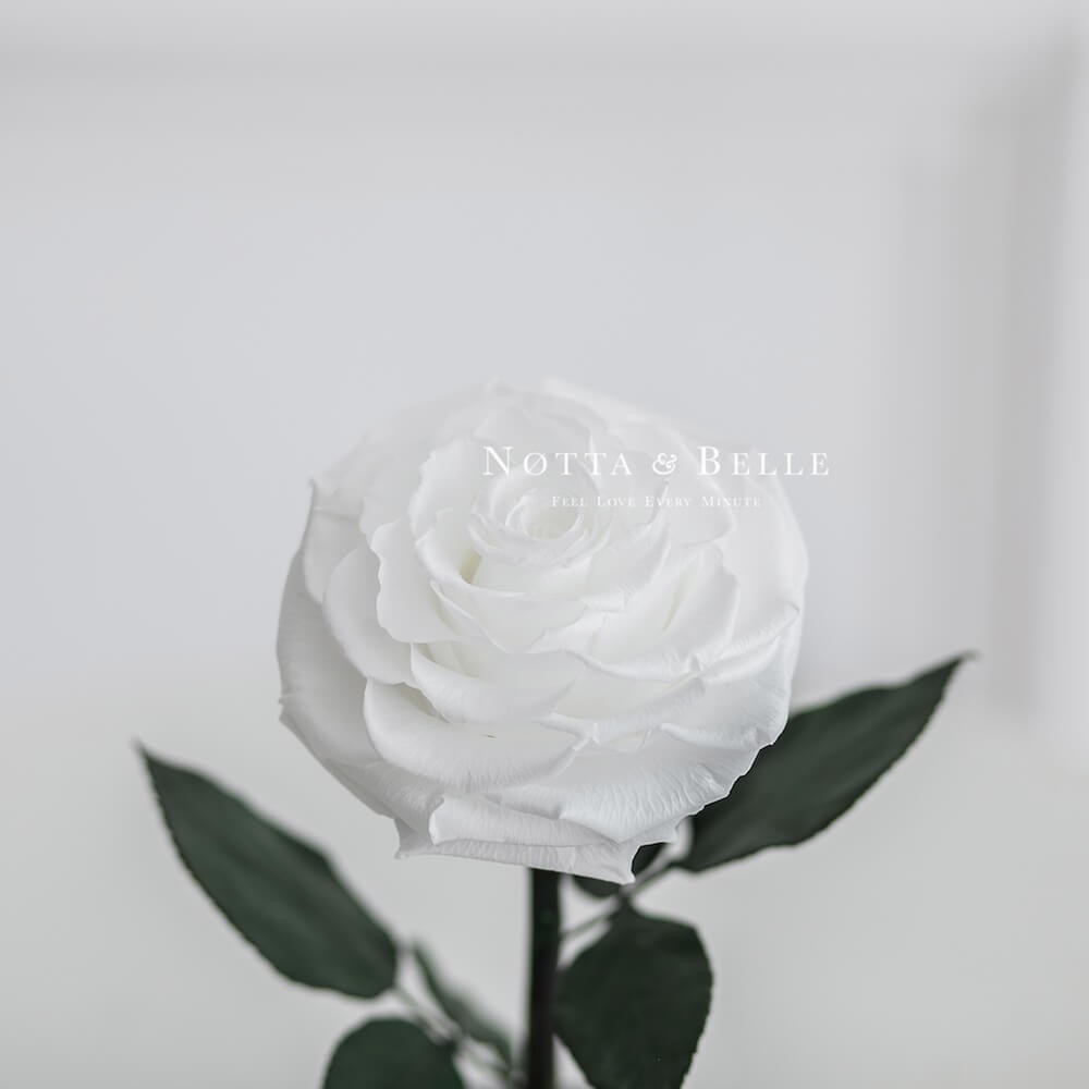 Белая роза в колбе Premium