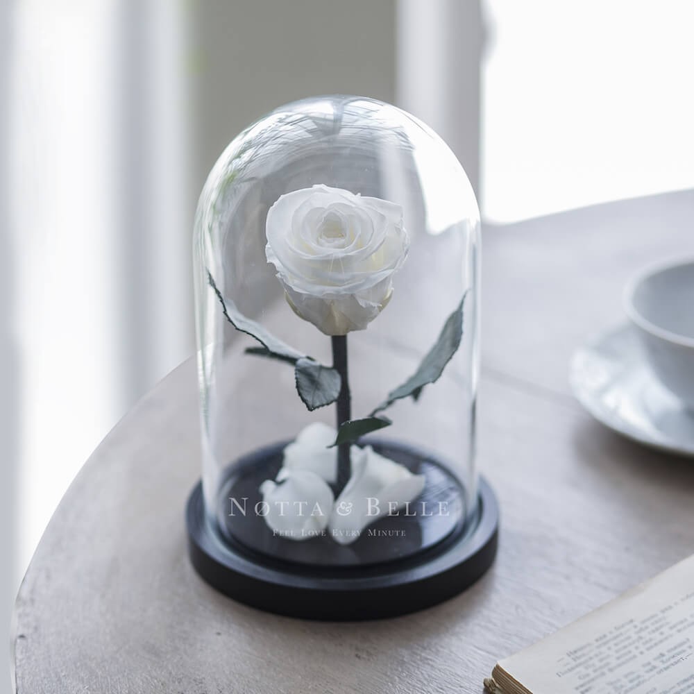 Acheter une rose éternelle blanche Mini sous cloche | Notta & Belle