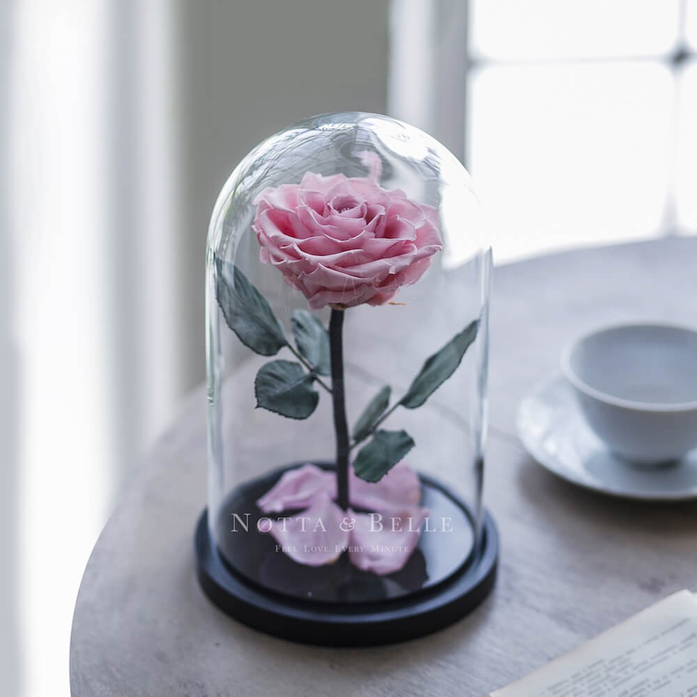 Rose éternelle rose clair Premium sous cloche | Notta & Belle
