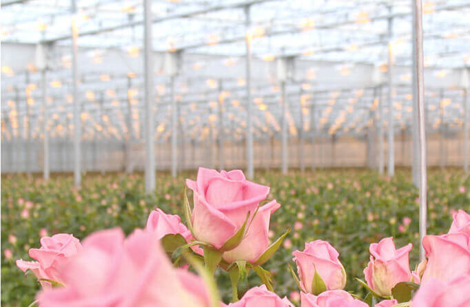 Цветы Эквадор Greenhouses